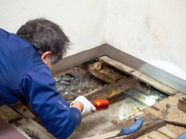 Best Health and Safety Mold Remediation in Bolivar, TN