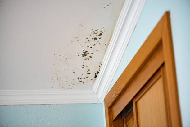 Best Commercial Mold Remediation in Bolivar, TN