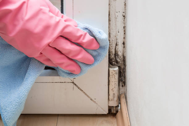 Best Bathroom Mold Remediation in Bolivar, TN